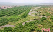 东西问|张志山：中国防沙治沙经验如何向世界分享？