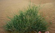 防沙带生态修复工程少不了沙生植物，有哪些优质防沙固沙树种？