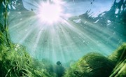全球海草覆盖面积扩大三成