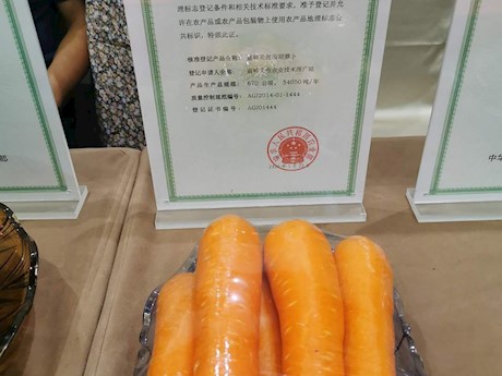 嘉峪关泥沟胡萝卜