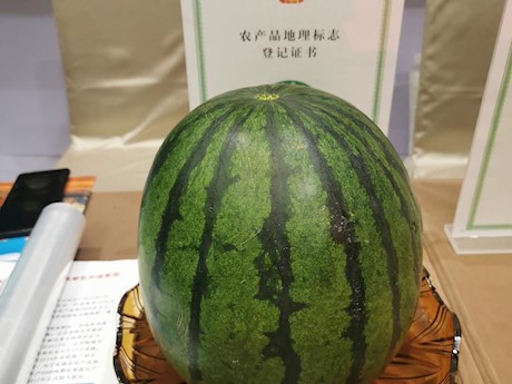 嘉峪关野麻湾西瓜