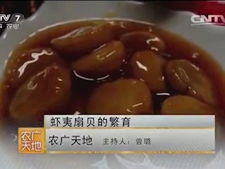 虾夷扇贝的繁育 