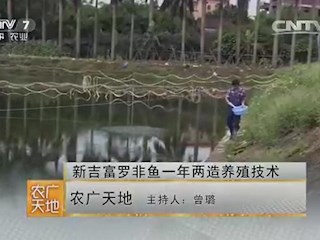 新吉富罗非鱼一年两造养殖技术 