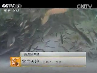 白点鲑养殖 