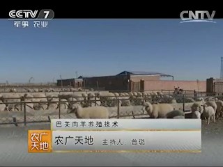 巴美肉羊养殖技术 