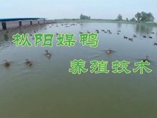 枞阳媒鸭养殖技术