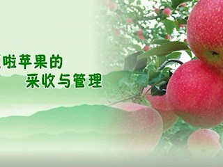 嘎啦苹果的采收与管理
