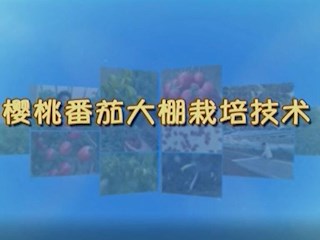樱桃番茄大棚栽培技术