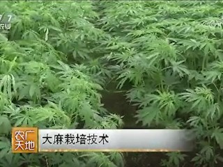 大麻栽培技术