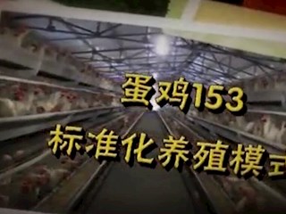 蛋鸡153标准化养殖模式