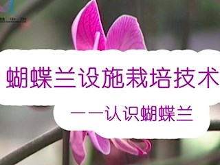 蝴蝶兰设施栽培技术——认识蝴蝶兰