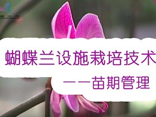 蝴蝶兰设施栽培技术——苗期管理