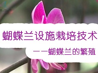 蝴蝶兰设施栽培技术——蝴蝶兰的繁殖