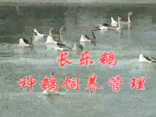 长乐鹅种鹅饲养管理