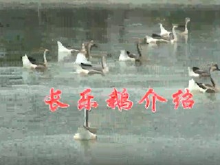 长乐鹅介绍