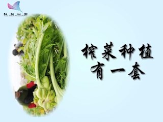 榨菜种植有一套