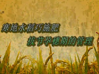 寒地水稻巧施肥拔节孕穗期的管理