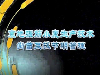 寒地强筋小麦出苗至拔节期的管理