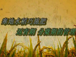 寒地水稻巧施肥返青期分蘖期的管理