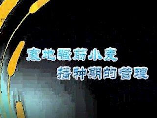 寒地强筋小麦播种期的管理
