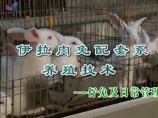 伊拉肉兔配套系养殖技术--仔兔及日常管理