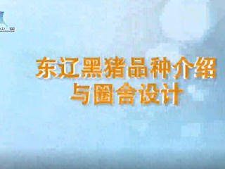 东辽黑猪品种介绍与圈舍设计