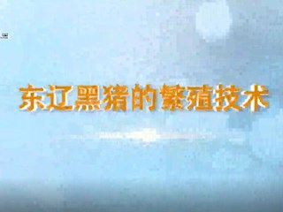 东辽黑猪的繁殖技术