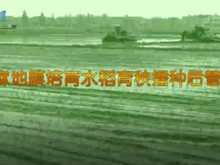 麻地膜培育水稻育秧播种后管理