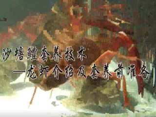沙塘鳢套养技术——龙虾介绍及套养前准备