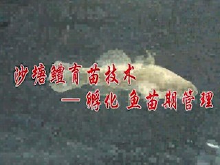 沙塘鳢育苗技术——孵化 鱼苗期管理
