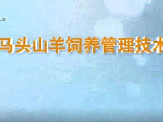 马头山羊饲养管理技术