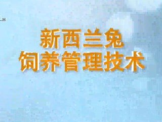 新西兰兔饲养管理技术