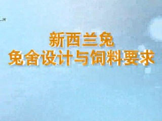 新西兰兔兔舍设计与饲料要求
