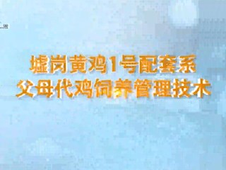 墟岗黄鸡1号配套系：父母代鸡饲养管理技术