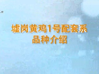 墟岗黄鸡1号配套系品种介绍