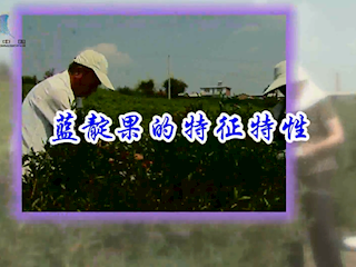 蓝靛果的特征特性