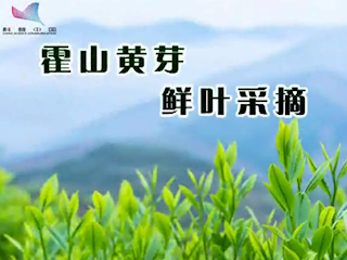 霍山黄芽鲜叶采摘