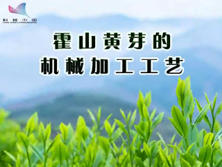 霍山黄芽的机械加工工艺