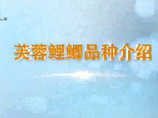 芙蓉鲤鲫品种介绍