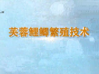 芙蓉鲤鲫繁殖技术