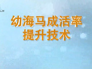 幼海马成活率提升技术