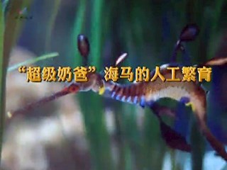 “超级奶爸“海马人工繁育