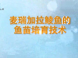 麦瑞加拉鲮鱼的鱼苗培育技术