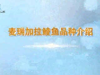 麦瑞加拉鲮鱼品种介绍