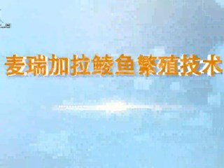 麦瑞加拉鲮鱼繁殖技术