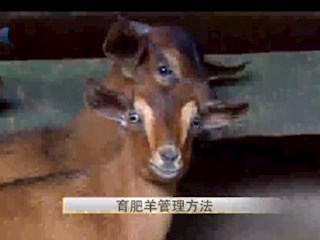 南江黄羊育肥羊管理