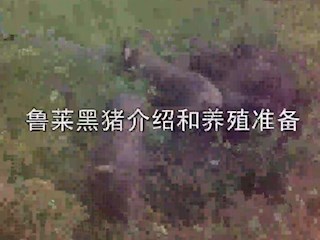 鲁莱黑猪介绍和养殖准备