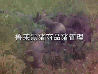 鲁莱黑猪商品猪管理