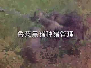 鲁莱黑猪种猪管理
