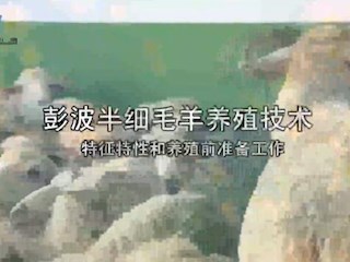 彭波半细毛羊养殖技术——特征特性和养殖前准备工作